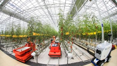 Agricultural technologies contribute to tomato planting in Shouguang, "China's Hometown of Vegetables"